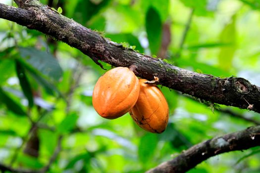 ilheus, bahia, brazil - may 23, 2022: cocoa plantation for chocolate production in the city of Ilheus, in the south of Bahia.