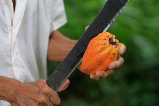 ilheus, bahia, brazil - may 23, 2022: cocoa plantation for chocolate production in the city of Ilheus, in the south of Bahia.