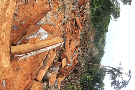 ilheus, bahia, brazil - may 23, 2022: deforestation of native Atlantic Forest trees to build a road in the city of Ilheus, in southern Bahia.