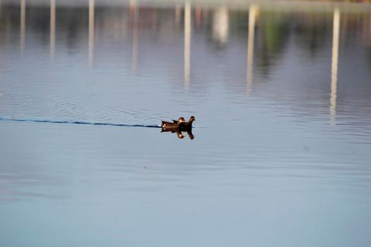 itajuipe, bahia, brazil - june 1, 2022: ducks are seen swimming in a lake in the city of Itajuipe in southern Bahia.