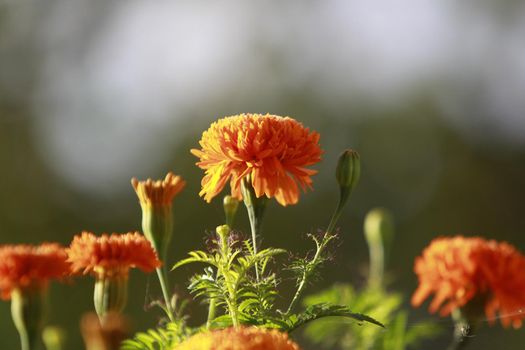 salvador, bahia, brazil - june 1, 2022: flowers from a garden in the city of Salvador.