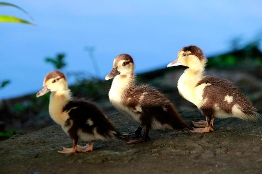 itajuipe, bahia, brazil - june 1, 2022: ducks are seen swimming in a lake in the city of Itajuipe in southern Bahia.