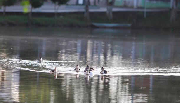 itajuipe, bahia, brazil - june 1, 2022: ducks are seen swimming in a lake in the city of Itajuipe in southern Bahia.