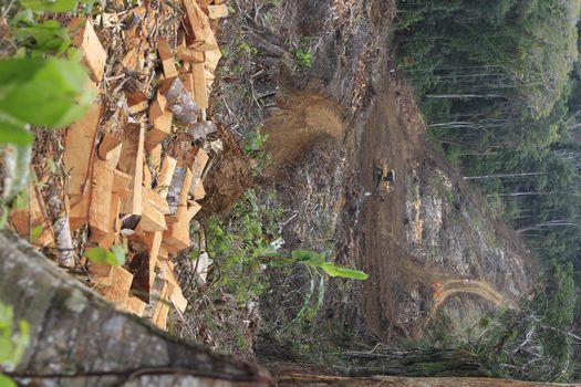 ilheus, bahia, brazil - may 23, 2022: deforestation of native Atlantic Forest trees to build a road in the city of Ilheus, in southern Bahia.