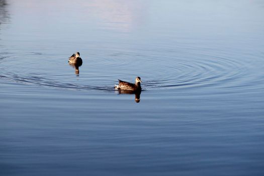 itajuipe, bahia, brazil - june 1, 2022: ducks are seen swimming in a lake in the city of Itajuipe in southern Bahia.