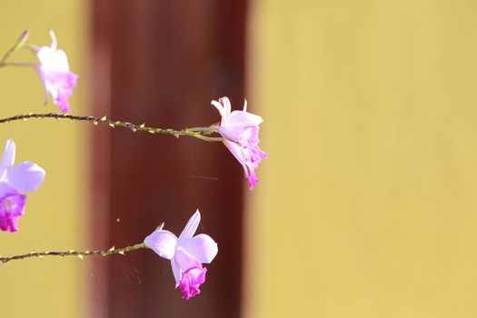 salvador, bahia, brazil - june 1, 2022: flowers from a garden in the city of Salvador.