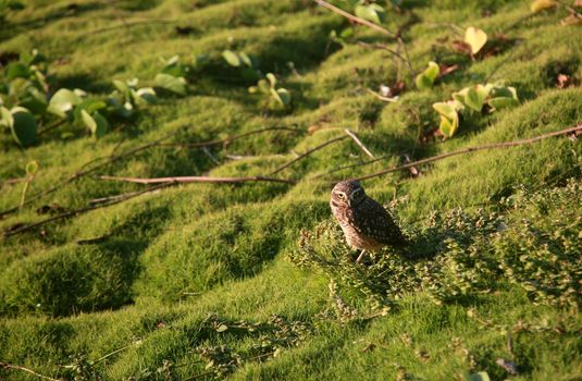 salvador, bahia, brazil - july 19, 2022: owl bird vesta in a grass area in the city of Salvador