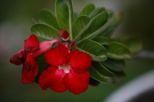 salvador, bahia, brazil - june 12, 2022: desert rose flower in potted plant in Salvador city.