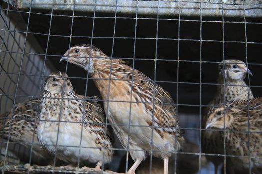 salvador, bahia, brazil - april 30, 2021: quail bird in a cage for sale at the Sao Joaquim fair in the city of Salvador.