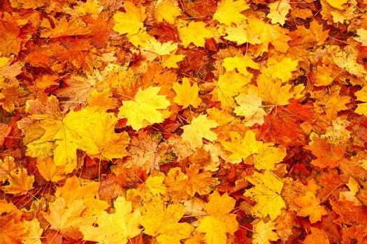 Natural abstract autumn leaves on ground. Orange red autumn fall leaves background park abstract foliage. Fallen leaf fall season. Fallen leaves autumn background fall nature. Yellow leaf background