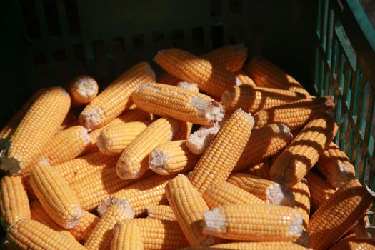 salvador, bahia, brazil - april 30, 2022: corn cobs for sale at the Sao Joaquim fair in the city of Salvador.