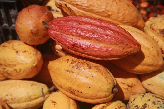 salvador, bahia, brazil - april 30, 2022: cocoa fruit for sale on display at a stall at the Sao Joaquim fair in the city of Salvador.