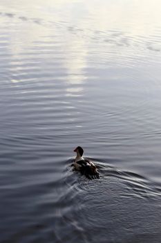 itajuipe, bahia, brazil - june 1, 2022: ducks are seen swimming in a lake in the city of Itajuipe in southern Bahia.