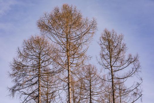 Larch trees in winter in the sun