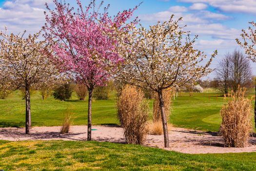 An idyllic golf course in Germany with blooming trees in many colors at a bunker with sand in spring
