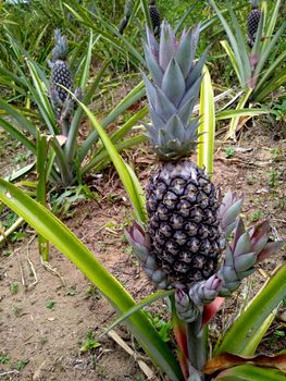 salvador, bahia / brazil - november 18, 2020: pineapple plantation in the countryside in the rural area of Salvador.

