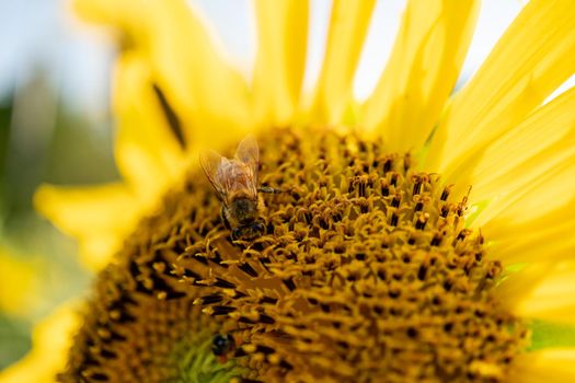 Tiny honey bee pollinating from yellow sunflower in the field.