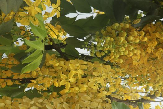 salvador, bahia, brazil - november 24, 2021: Golden rain tree flowers is seen on a street in Salvador city.