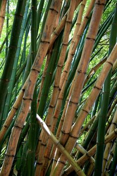 salvador, bahia, brazil - january 18, 2021: bamboo plantation on the way to the international Aeropoto de Salvador.