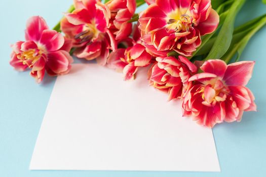 Very beautiful spring tulips on a blue paper background, close-up. Ready mokap, banner, place for inscription