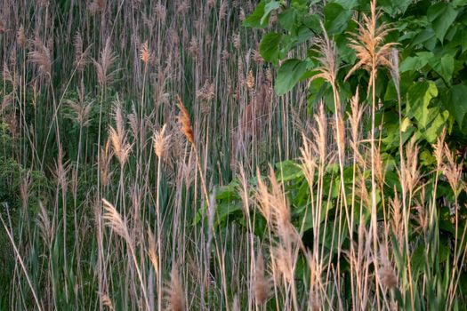 Common reed along the platte river side . High quality photo