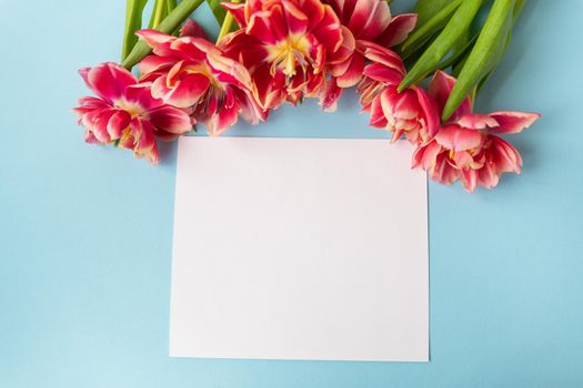 Creative spring composition of tulips with pastel blue paper and white sheet for inscription. Minimal flat lay concept. Ready postcard, banner