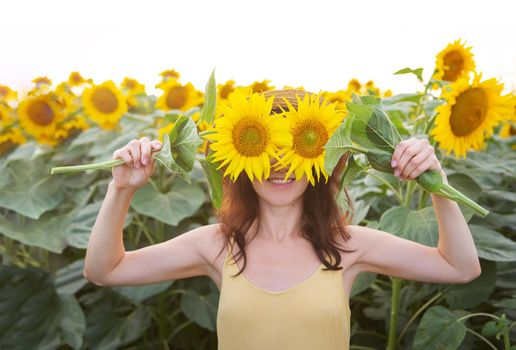 A female hand in a large field of sunflowers, holding a large bouquet of sunflowers in the field against the background of her eyes. Wonderful sunshine, sunset