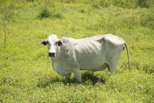 conde, bahia, brazil - october 9, 2021: cow is seen in a pasture area on a farm in the countryside of the municipality of Conde.