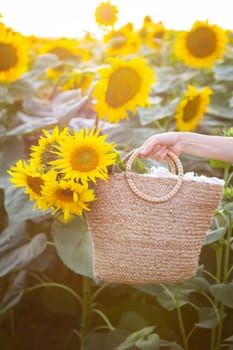 A female hand in a large field of sunflowers, holds a straw bag with a large bouquet of sunflowers