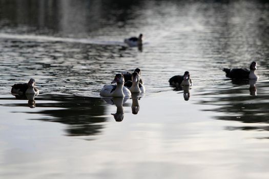 itajuipe, bahia, brazil - june 1, 2022: ducks are seen swimming in a lake in the city of Itajuipe in southern Bahia.