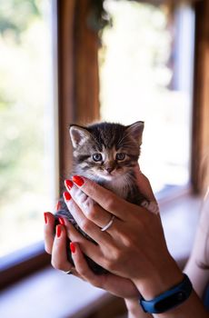 Young woman holding and playing with her cute kitten with a wonderful moment, pet and human concept