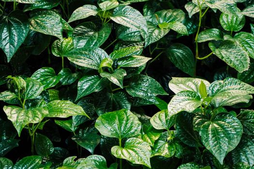 Fresh new green heart shaped leaves of Wild betel. Wild Pepper Betel Leaf Plant