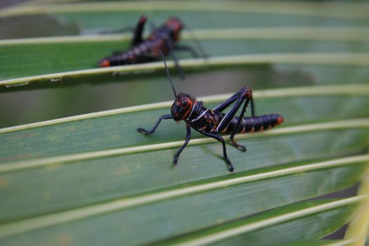 salvador, bahia, brazil - january 17, 2022: locust insect seen in coconut palm straw in Salvador city.