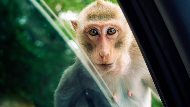 Monkey macaque staring in the car through a car window