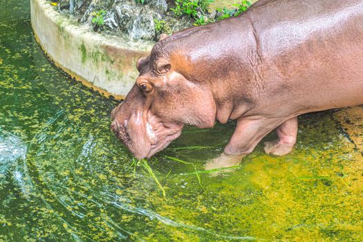 Portrait of hippopotamus or hippo drinking  in a Pond nature animal wildlife