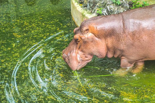 Portrait of hippopotamus or hippo drinking  in a Pond nature animal wildlife