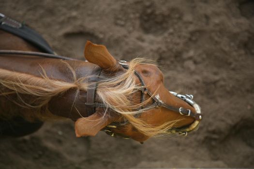 conde, bahia, brazil - january 7, 2022: horse seen during a vaquejada in the city of Conde.