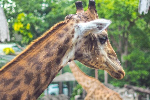closeup Giraffe portrait Africa animal nature wildlife in zoo safari