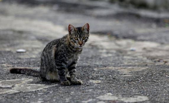 salvador, bahia / brazil - june 11, 2019: cats are seen next to the sculpture by Mario Cravo on the Rampa do Mercado Modelo in the city of Salvador
