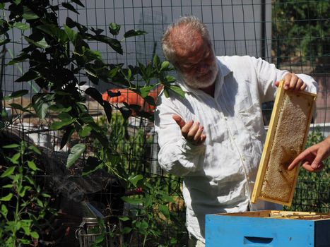 Beekeeper working with bees and beehives on the apiary. Beekeeping concept. Beekeeper harvesting honey Beekeeper on apiary.