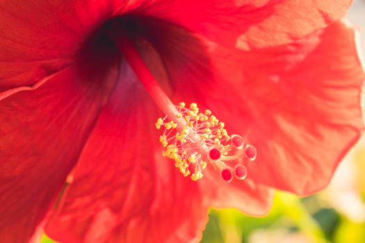Red Hibiscus Rosa-Sinensis flower yellow pollen in the middle. Malaysia national flower