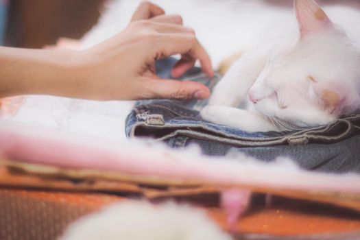 Soft focus Girl playing with cat to Comfort a Sick Cat. Happy kitten