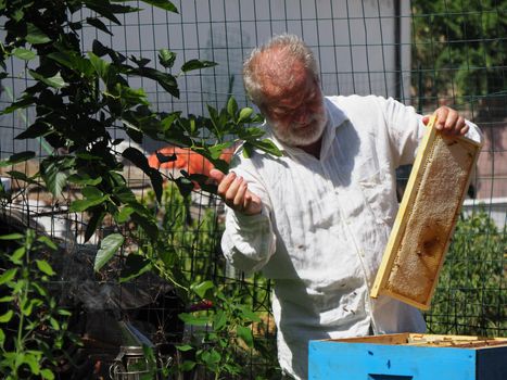 Beekeeper working with bees and beehives on the apiary. Beekeeping concept. Beekeeper harvesting honey Beekeeper on apiary.