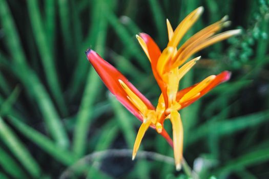 Tropical Flower Heliconia. tropical leaves colorful flower on dark tropical foliage nature background dark green foliage nature