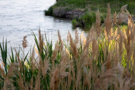 Common reed along the platte river side . High quality photo