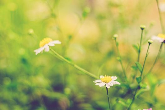 Soft focus of white daisy flowers nature background abstract field and meadow nature environment