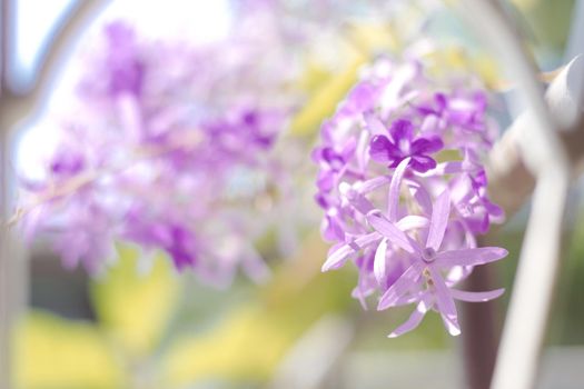 Selective focus of purple wreath vine or queen wreath vine flower