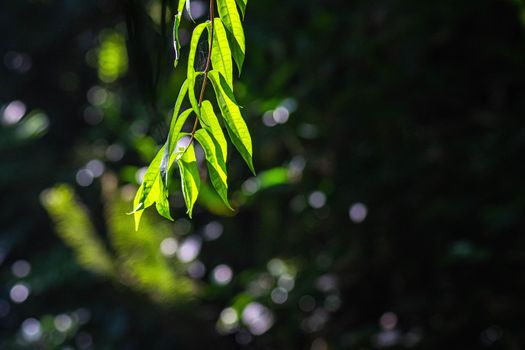 Close up green Fern leaf with water background