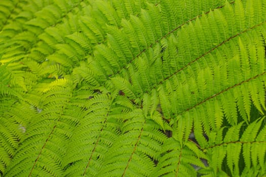 Fern leaves beautiful pattern nature background. Tropical green leaf  texture.