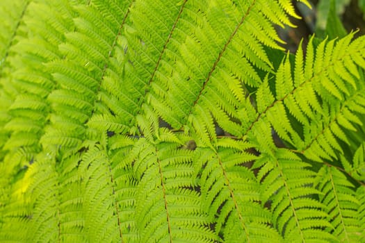 Fern leaves beautiful pattern nature background. Tropical green leaf  texture.